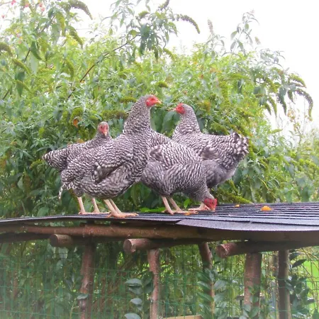 Ben In Broek לינה וארוחת בוקר 3*