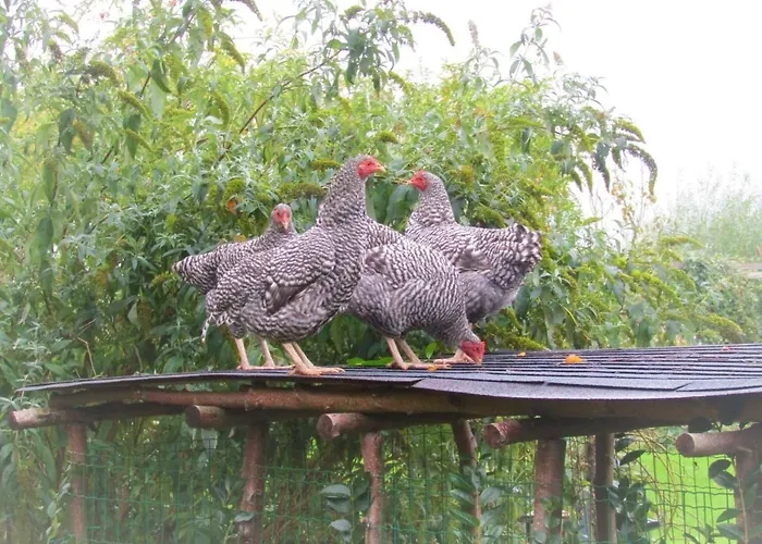 Ben In Broek Bed & Breakfast 3*